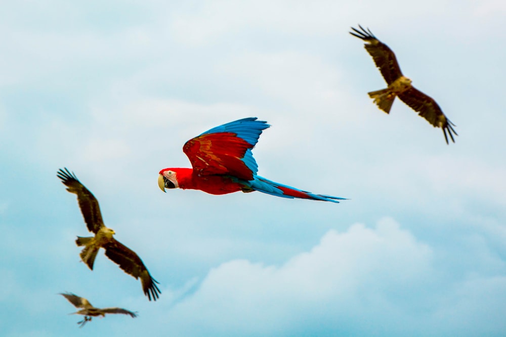 Vier verschiedene Vögel in der Mitte der Luft während des Tages