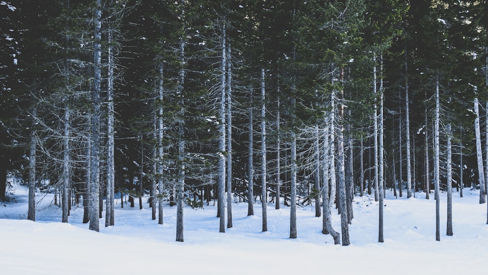 green trees on snow covered ground during daytime