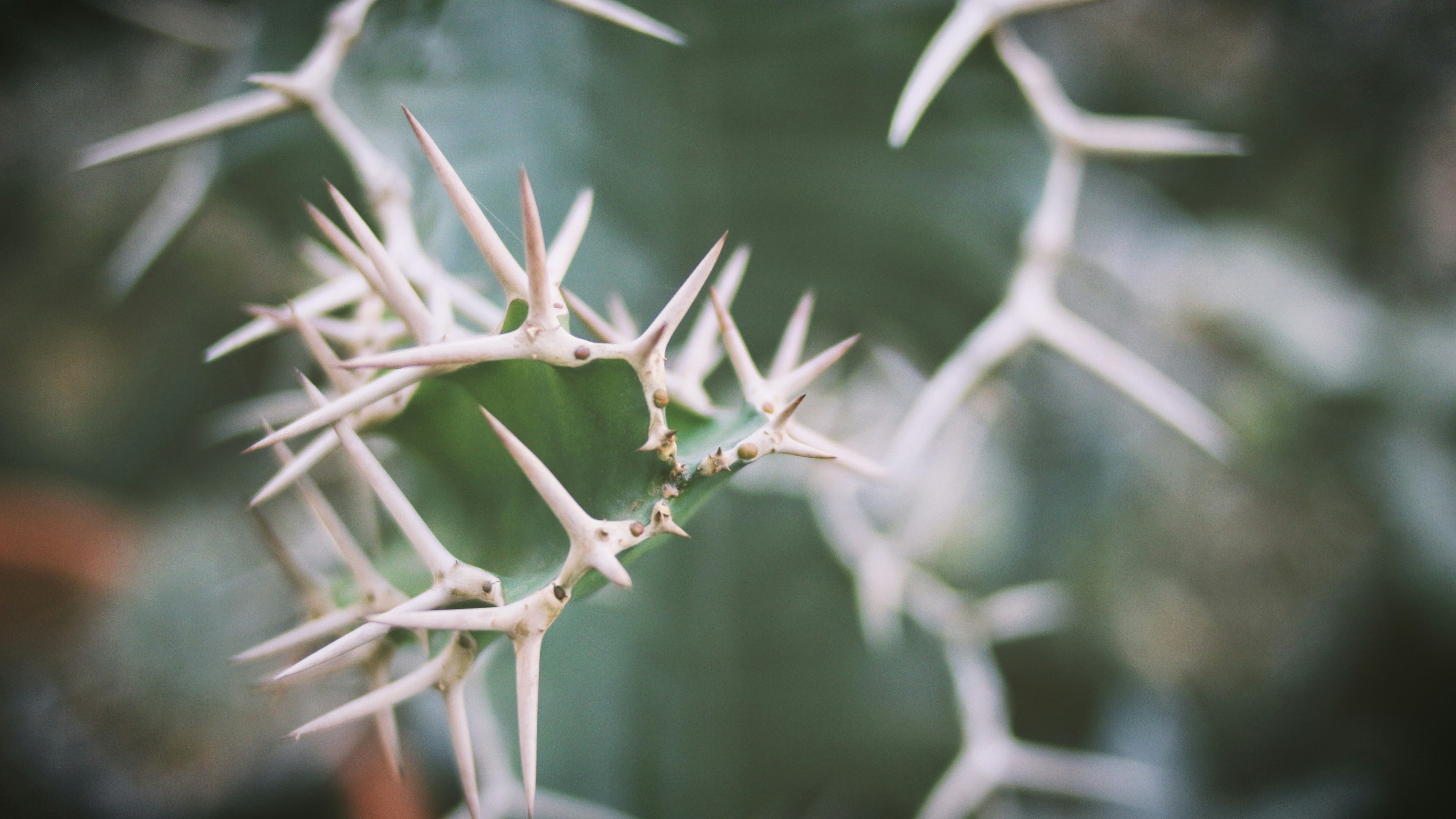 Free Unsplash photo from Priss Enriquez