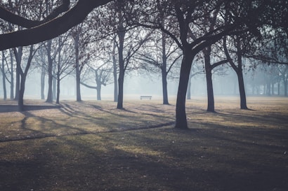 A tranquil park scene with tall, bare trees casting long shadows on the ground. A solitary bench is positioned in the center, surrounded by mist that creates a soft, atmospheric effect.