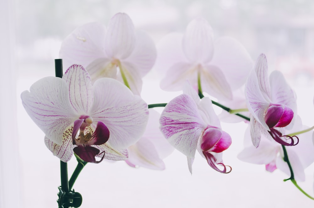 orquídeas de mariposa branca e roxa