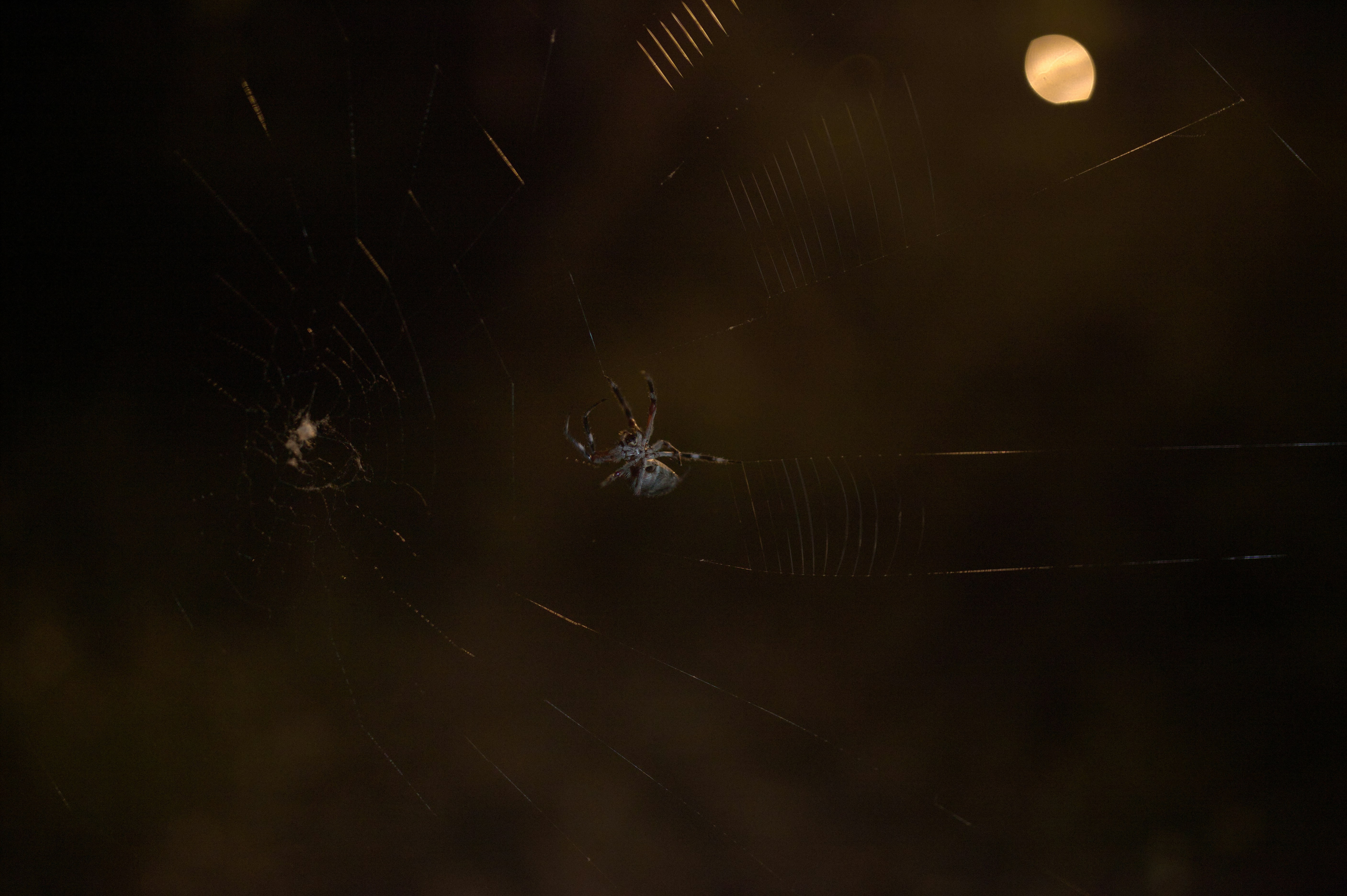 Free Unsplash photo from Alexander Possingham