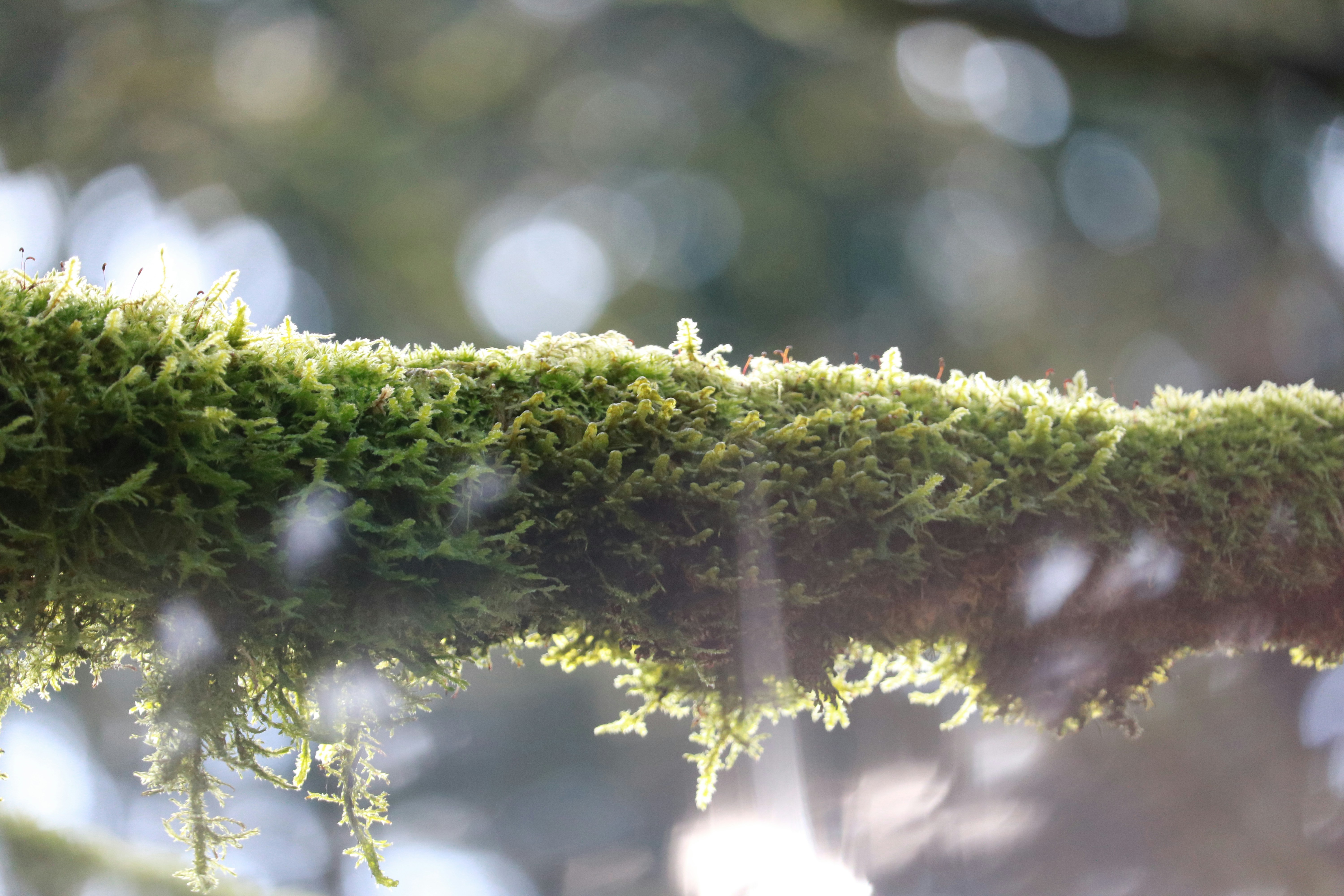 Free Unsplash photo from Austin Ellis