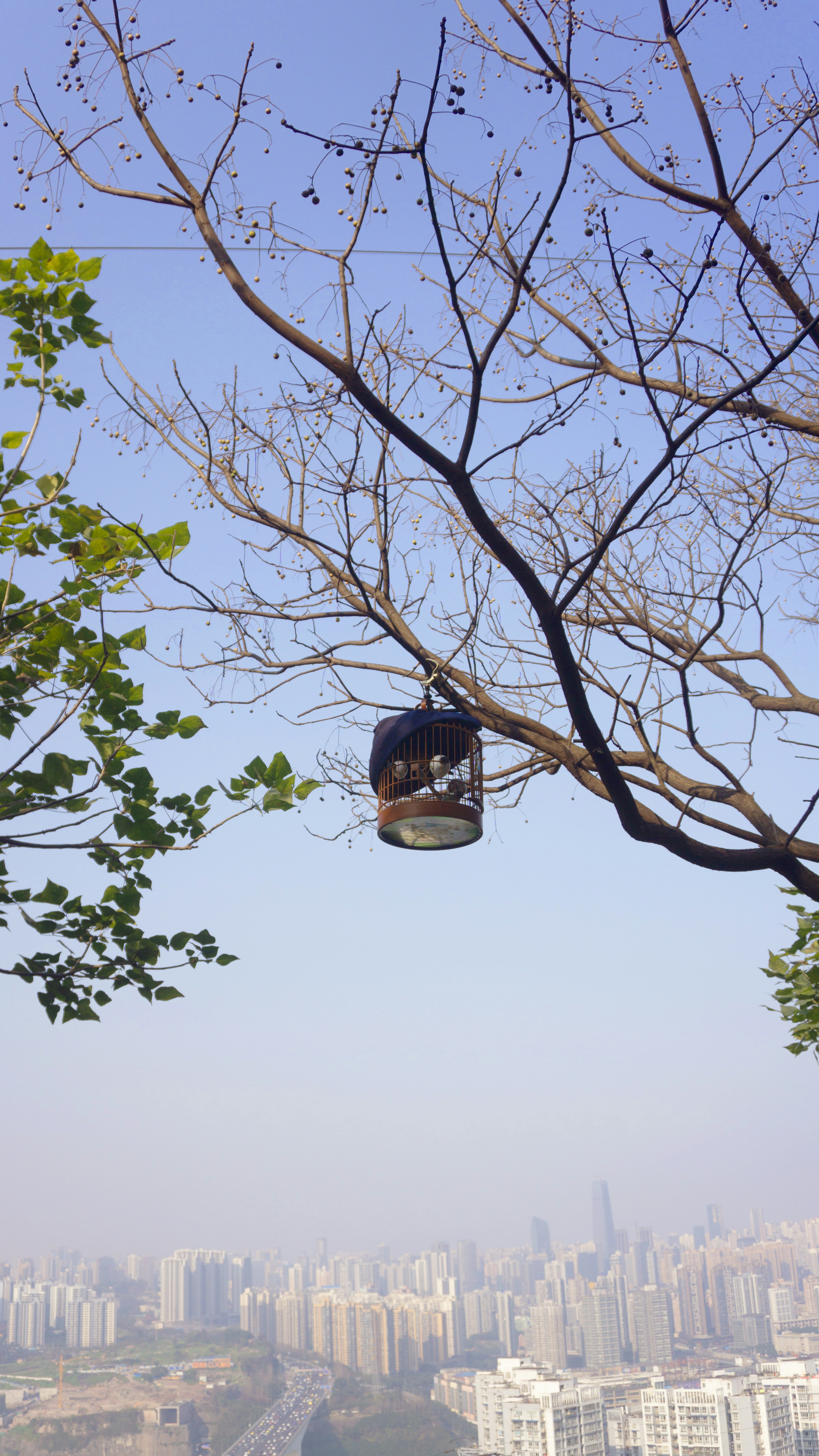 Gaiola para Passarinhos