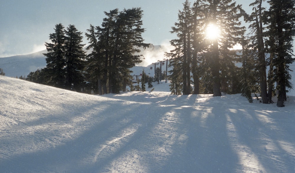 green leaf trees on snow field at daytime