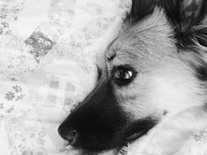 Close-up of a premium dog bed's soft fabric and sturdy stitching.