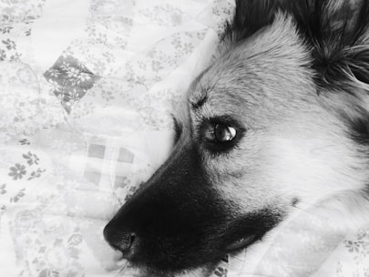 Close-up of a premium dog bed's soft fabric and sturdy stitching.