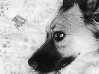 Close-up of a soft, plush pet bed featuring detailed stitching.
