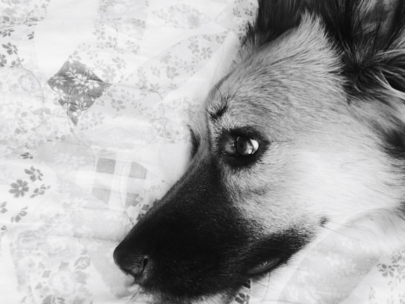 Close-up of a Petlux bed’s high-quality fabric and stitching, highlighting its durability and comfort.