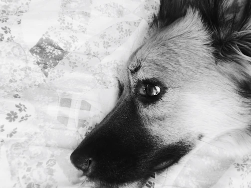 Close-up of a soft, plush pet bed featuring detailed stitching.