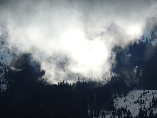 trees covered by fogs in Modane France