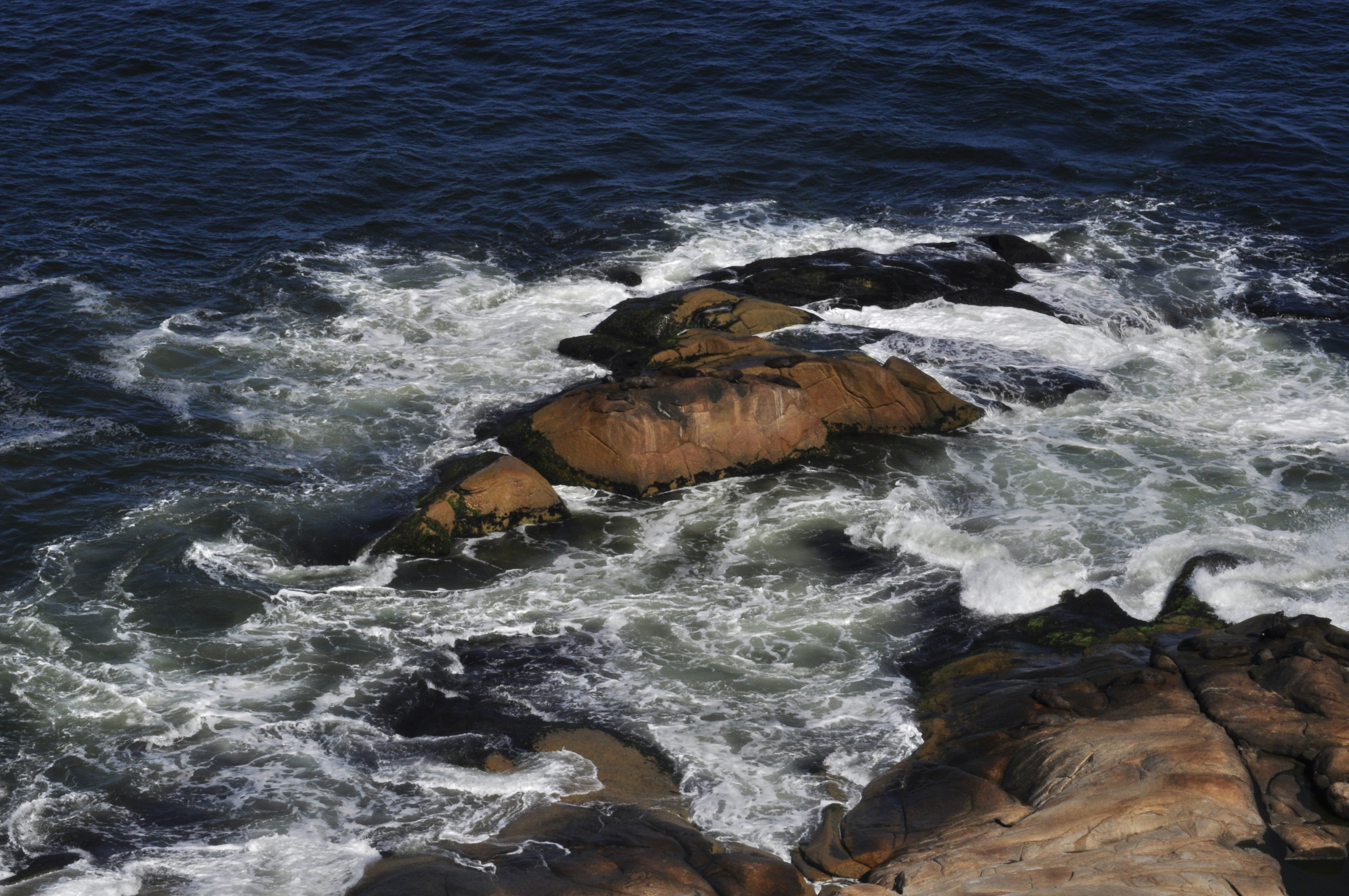 Free Unsplash photo from Ezequiel Jardim