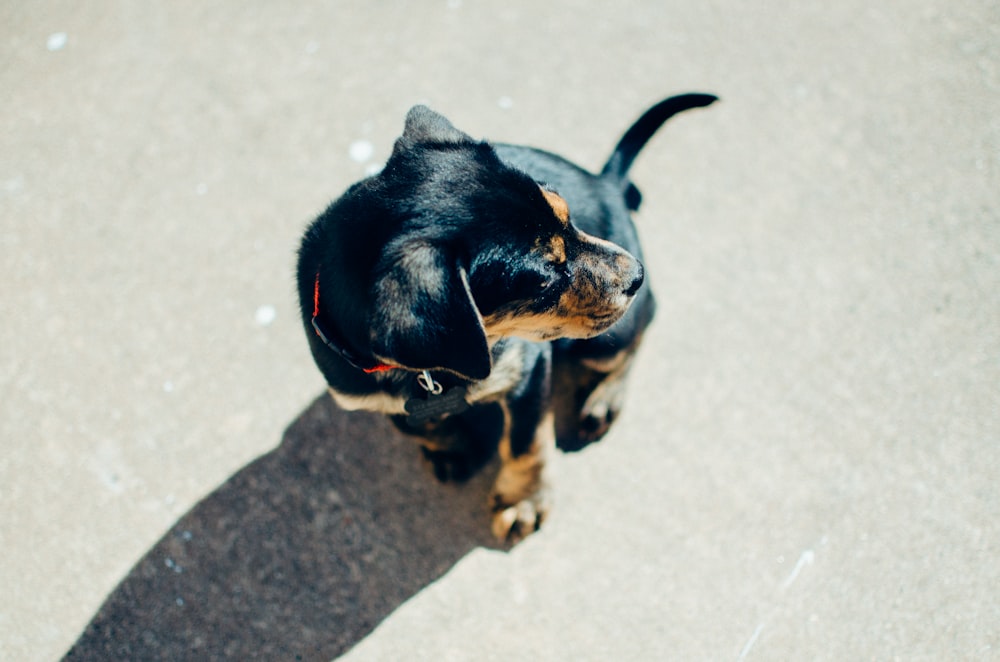 black and tan doberman puppy sitting in the ground