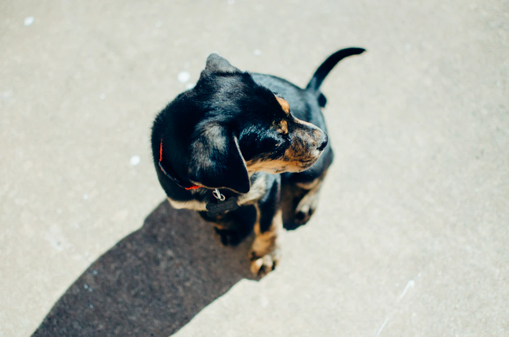 Hand-raised Doberman puppy at home