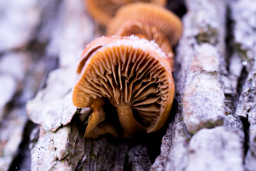 brown wood ear