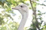 A close-up profile of an ostrich head against a blurred background of green foliage. The ostrich's large eye and delicate feathers are prominently visible, with a softly focused forest scene behind it.