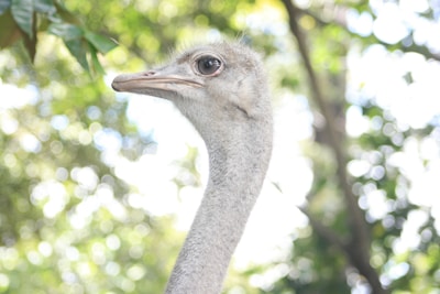 A close-up profile of an ostrich head against a blurred background of green foliage. The ostrich's large eye and delicate feathers are prominently visible, with a softly focused forest scene behind it.