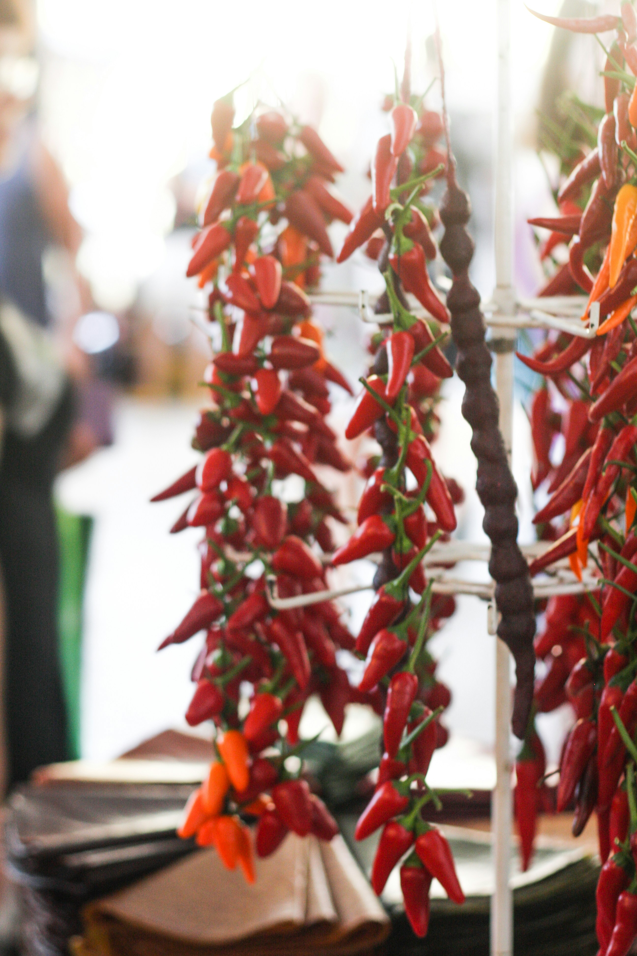 Free Unsplash photo from Catherine Zaidova