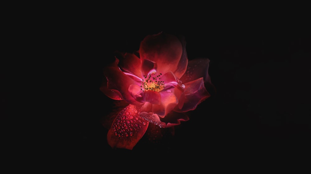 illustration de fleur rose et rouge