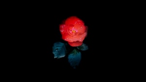 Rose Épineuse