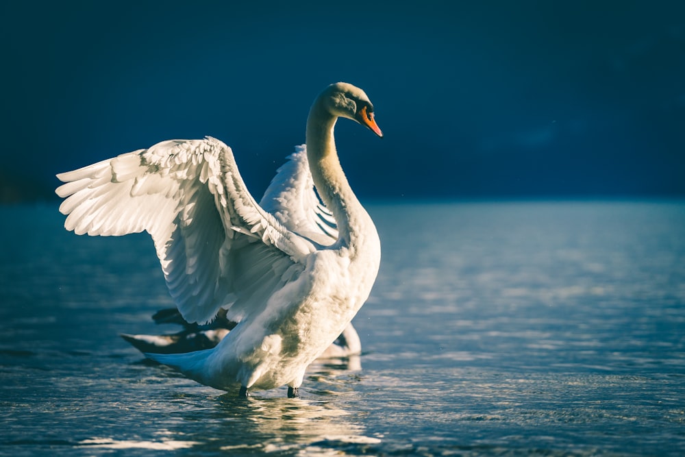 Cigno che spiega le ali nello specchio d'acqua