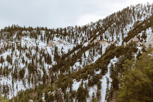 Juniper removal