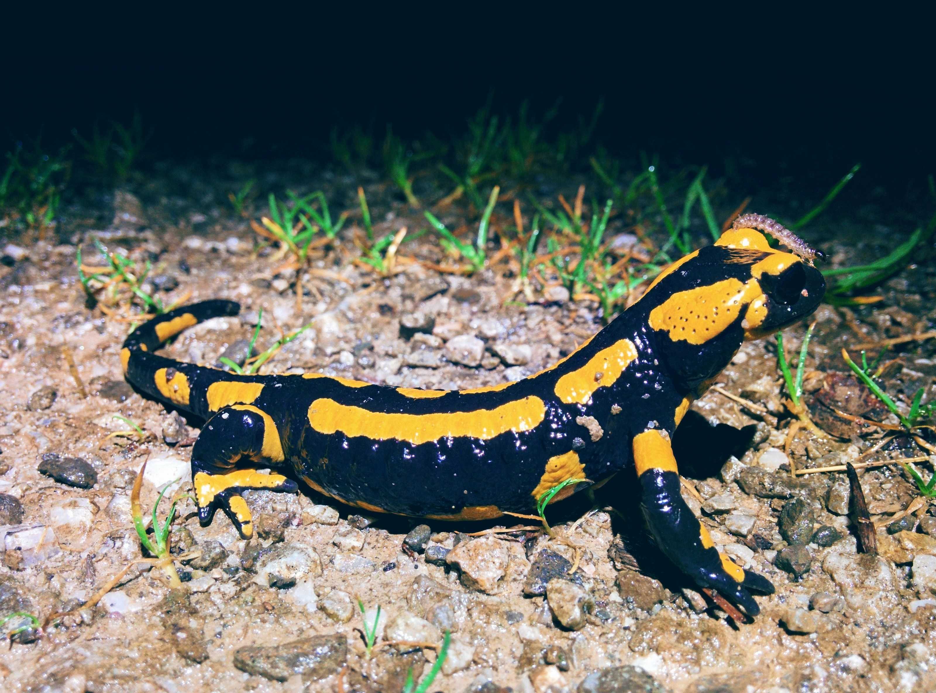 Free Unsplash photo from Malte Kaule