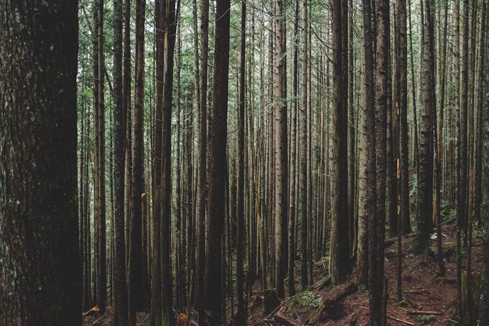 Alberi alti nella foresta durante il giorno