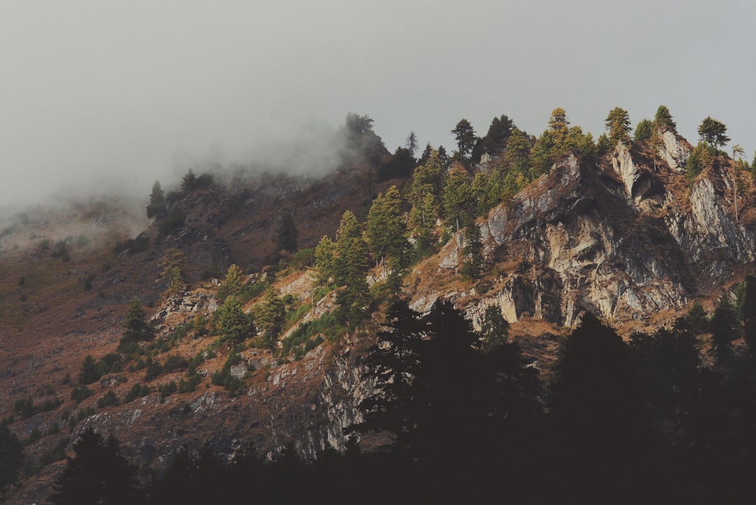 bird's eye view of hills covered with trees