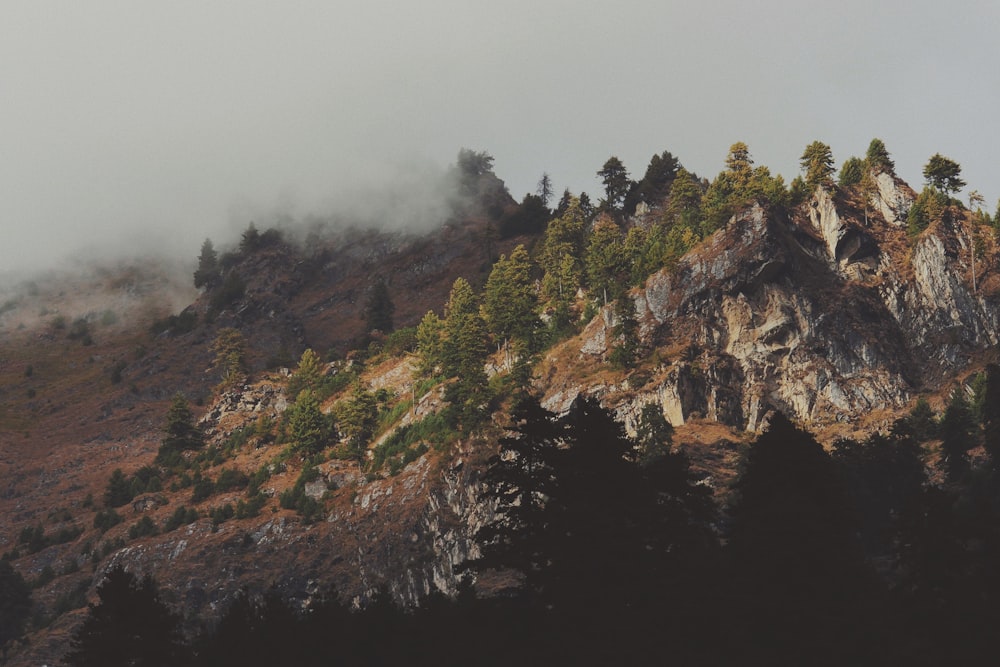 bird's eye view of hills covered with trees