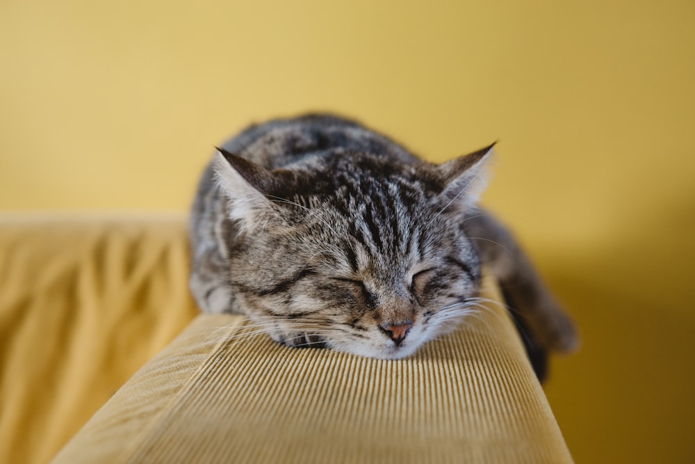 A tabby cat sleeping on an a couch armrest