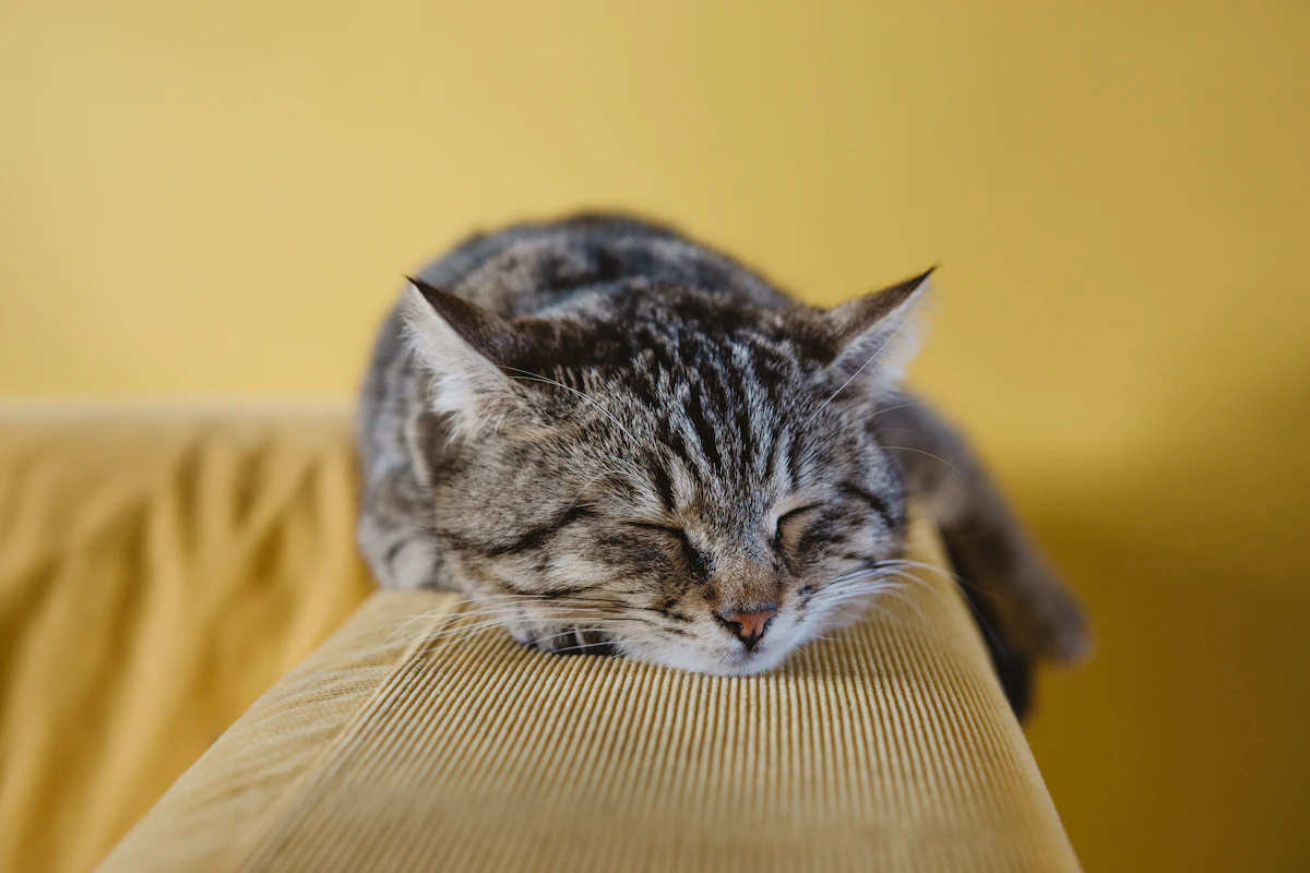 Gato durmiendo acurrucado en una cama con bordes