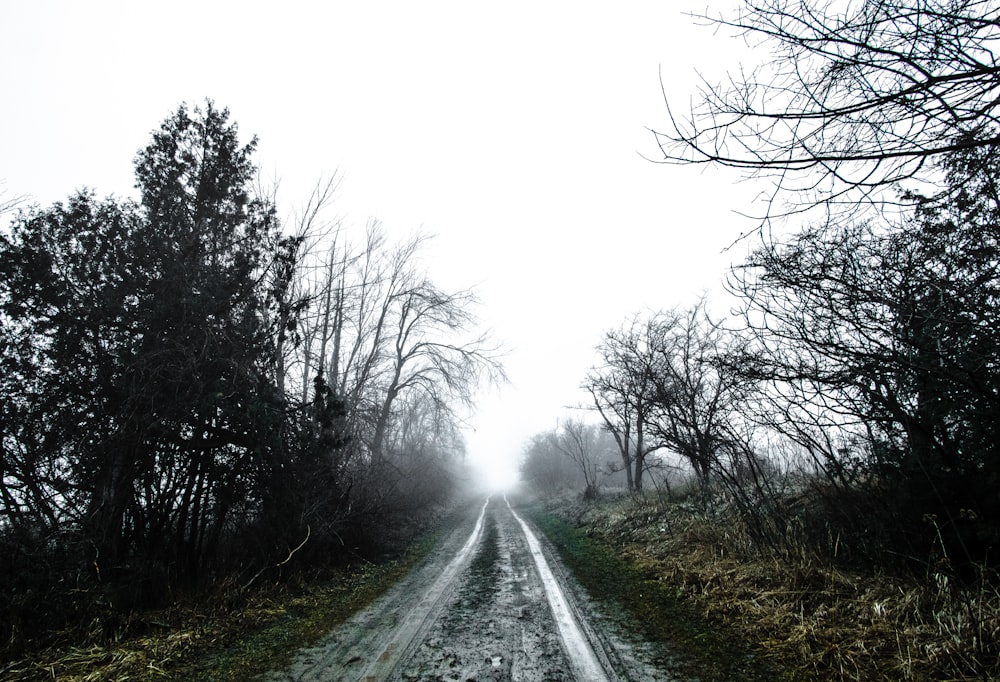 route vide entourée d’arbres