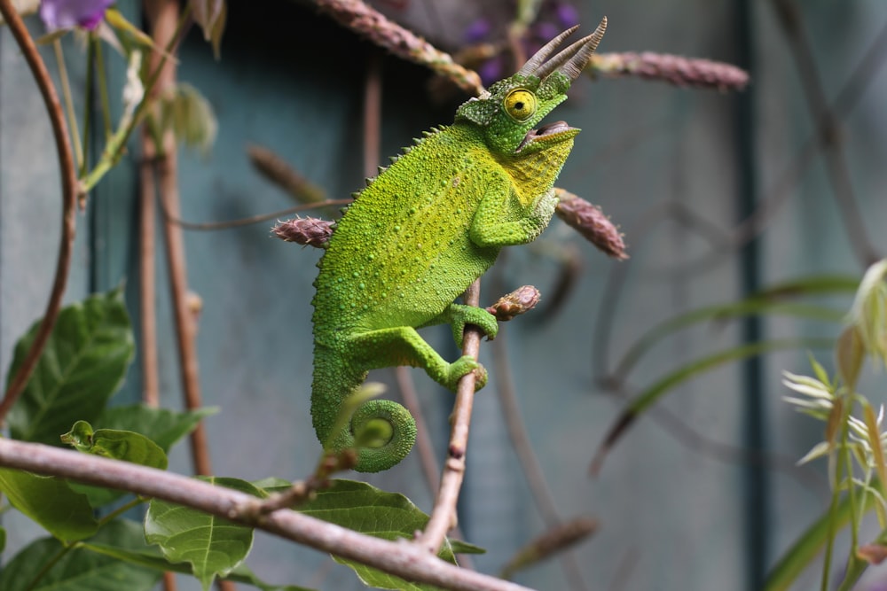 Photographie à mise au point peu profonde d’un caméléon dans une branche