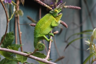 shallow focus photography of chameleon in branch