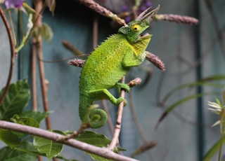 shallow focus photography of chameleon in branch