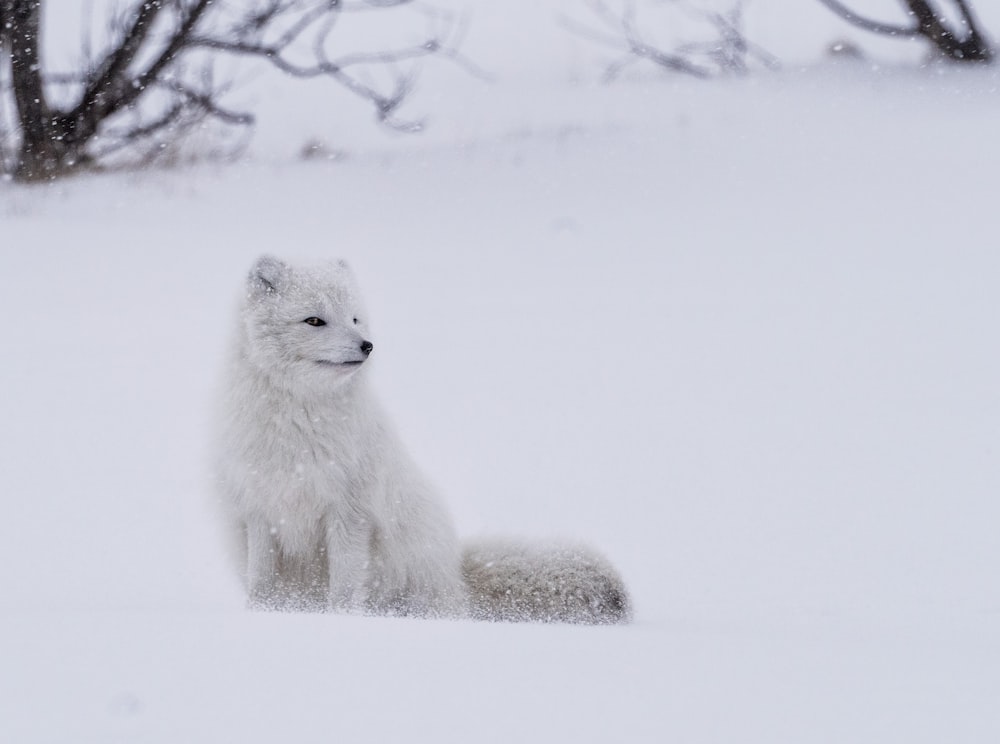 zorro blanco de pie sobre la nieve durante el día