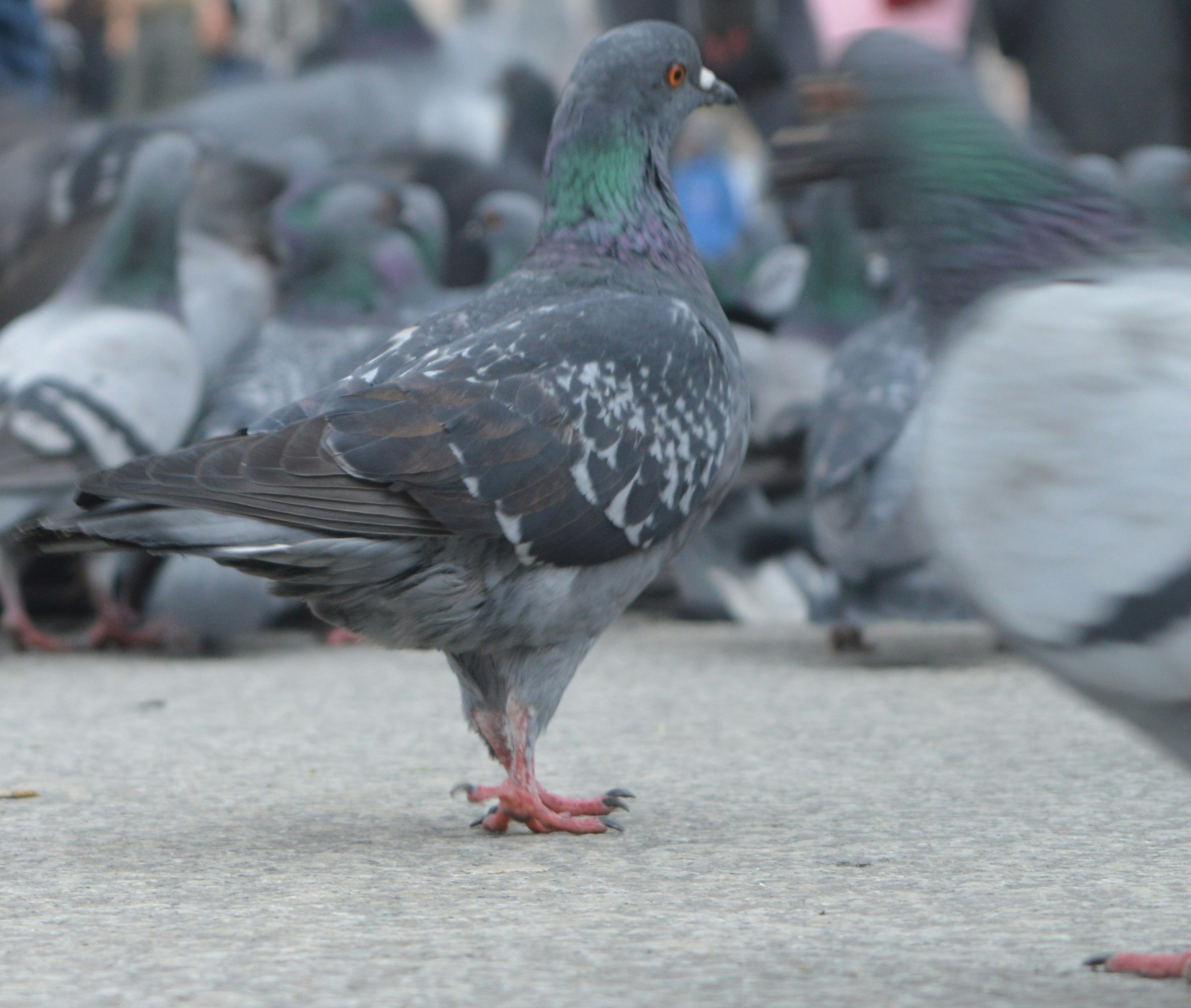 Free Unsplash photo from Gabriel Izgi