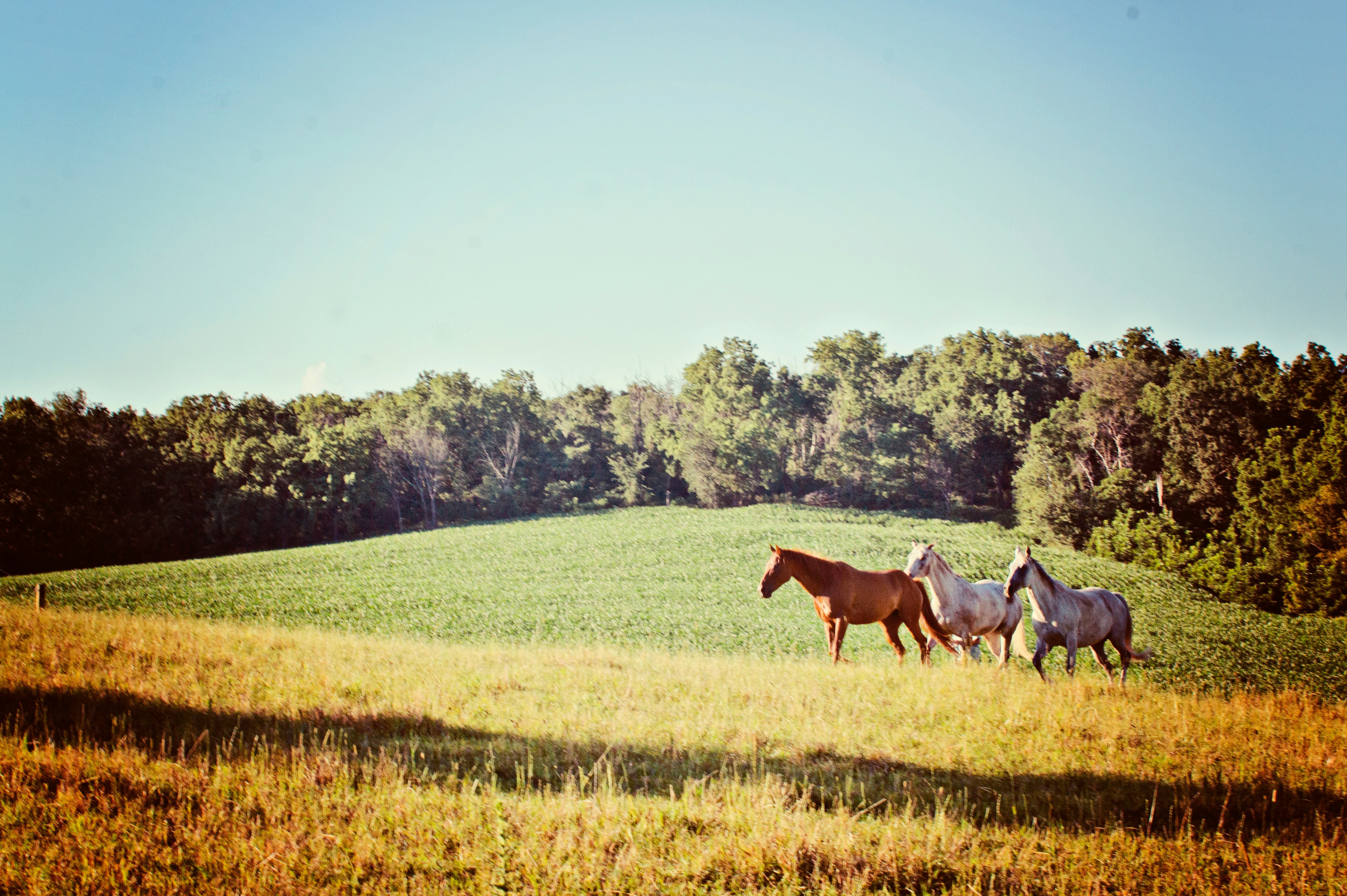 Free Unsplash photo from Dawn Sanborn