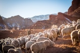 photo of herd of sheep