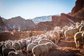 photo of herd of sheep