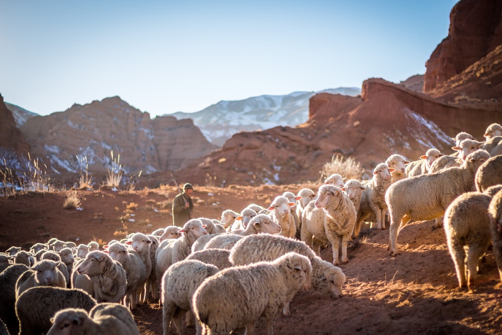 foto do rebanho de ovelhas