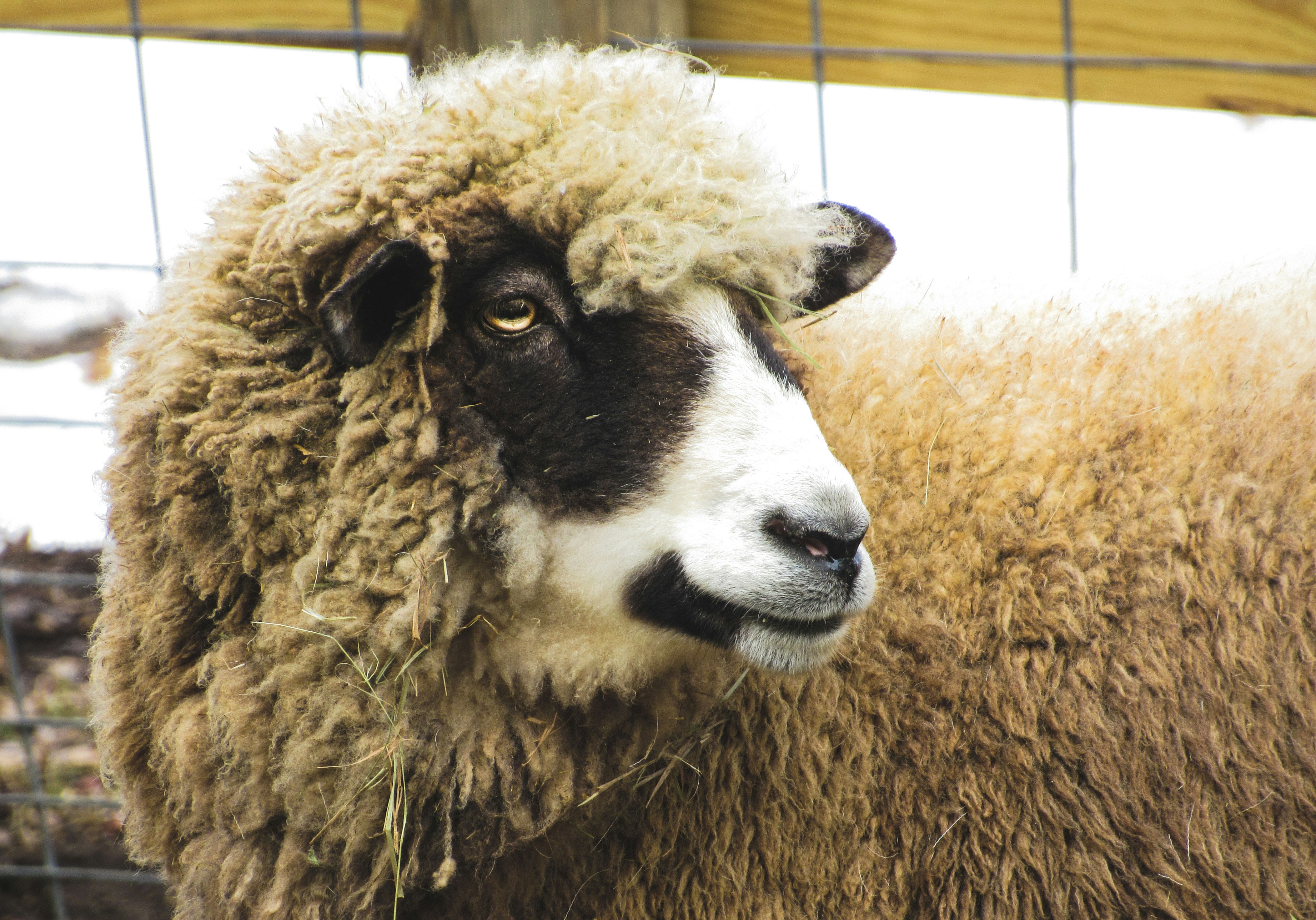 Free Unsplash photo from Forest Simon