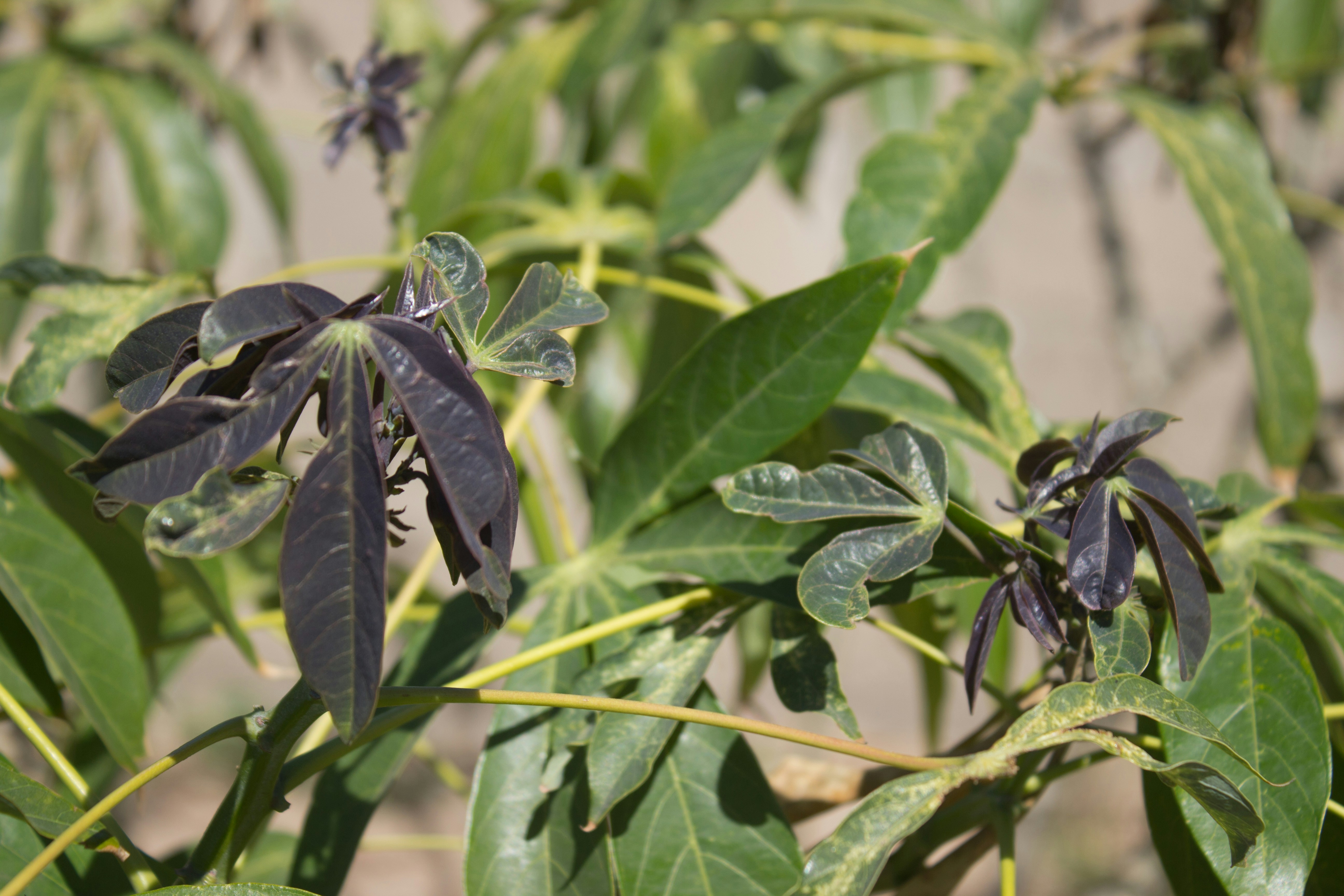 Free Unsplash photo from Guide Guia Inhaca Maputo