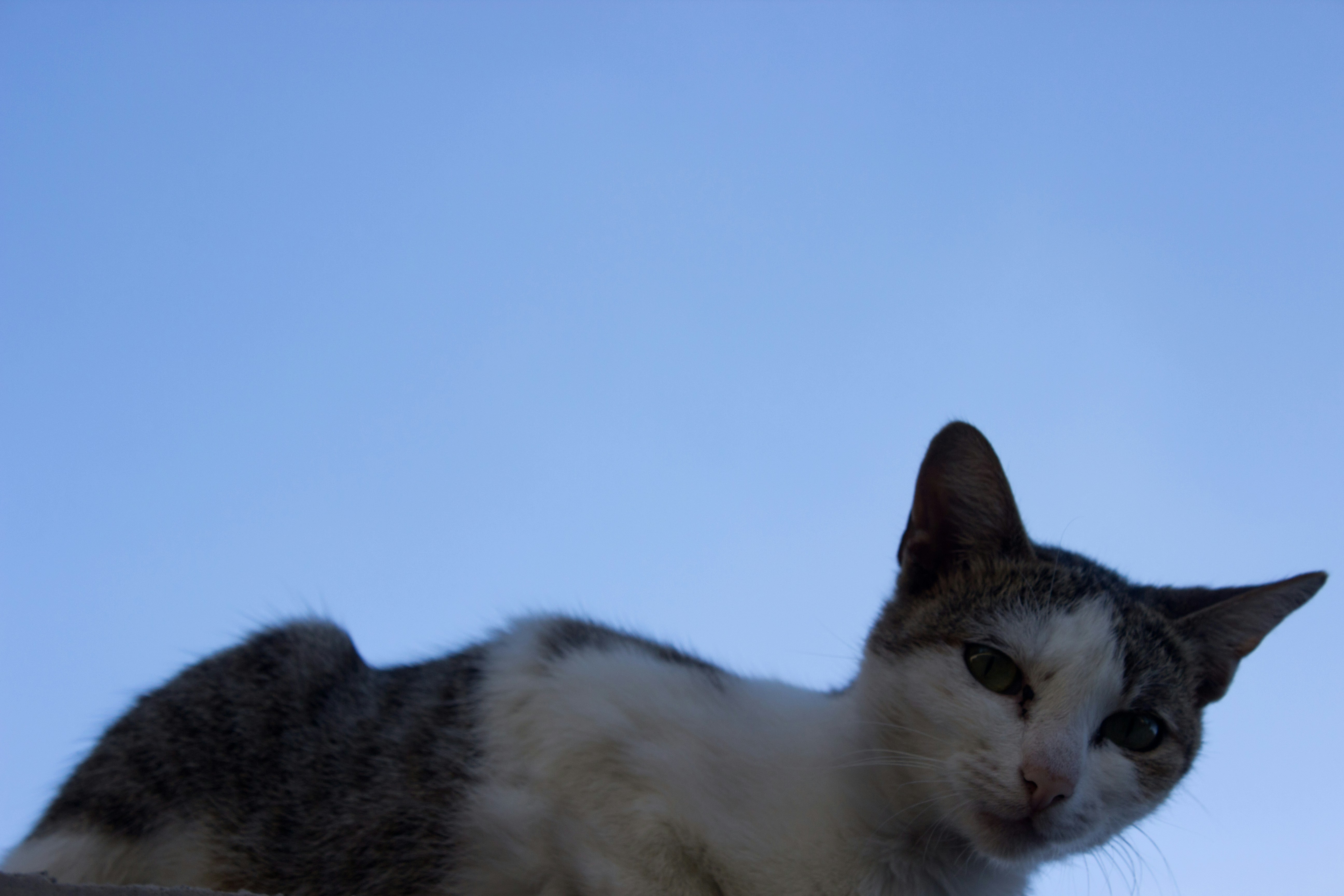 Free Unsplash photo from Guide Guia Inhaca Maputo