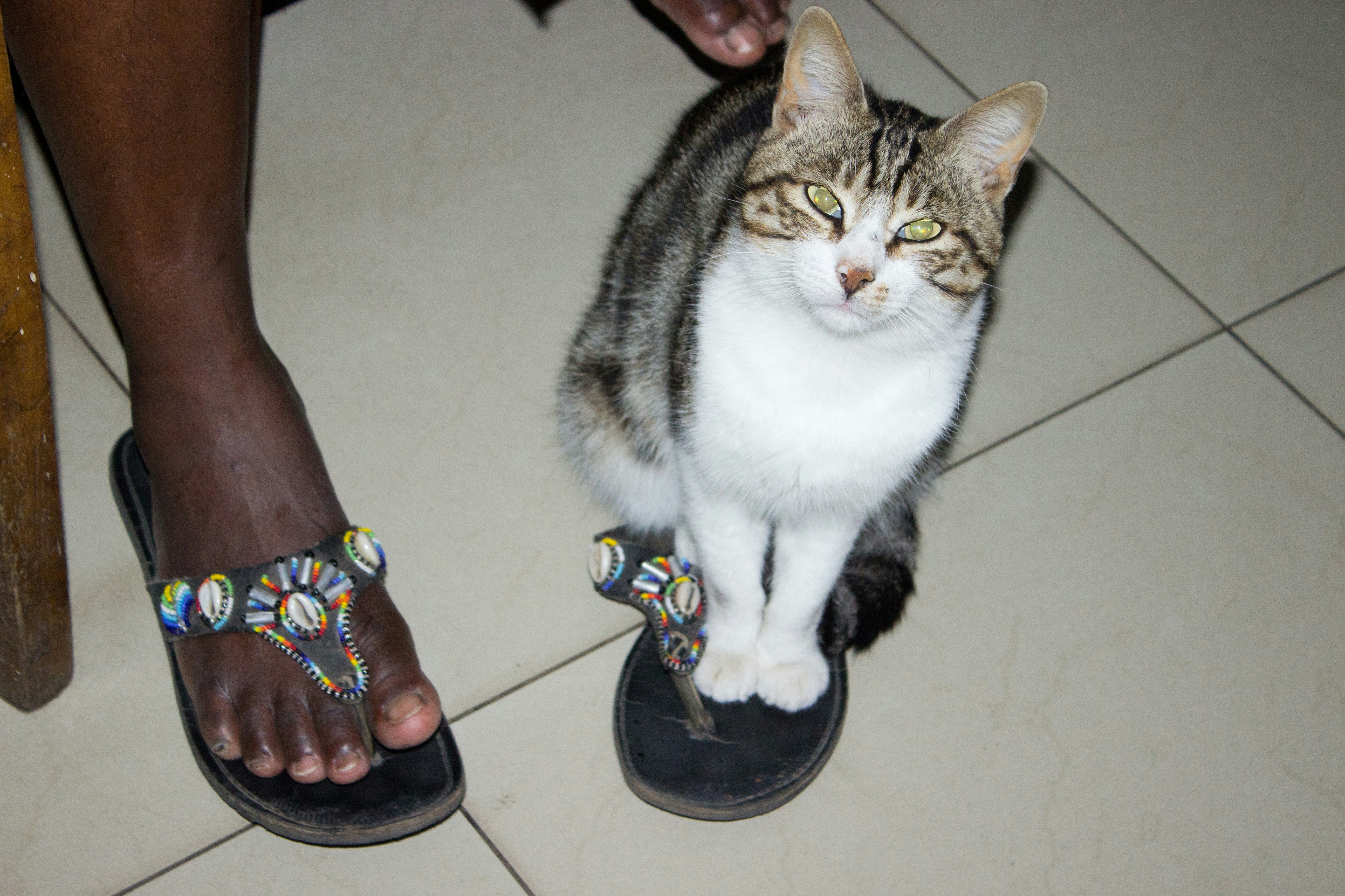 Free Unsplash photo from Guide Guia Inhaca Maputo