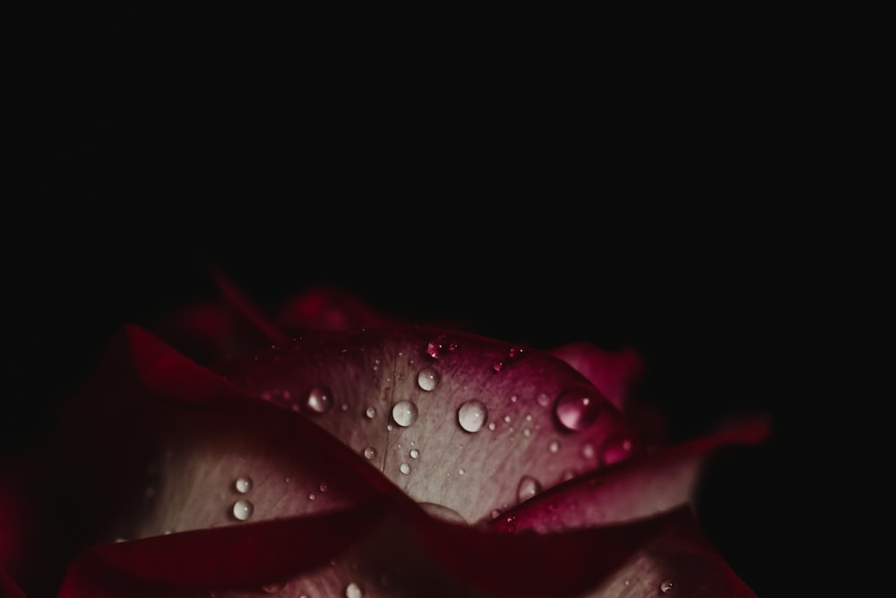 Flor rosa y blanca con gotas de agua