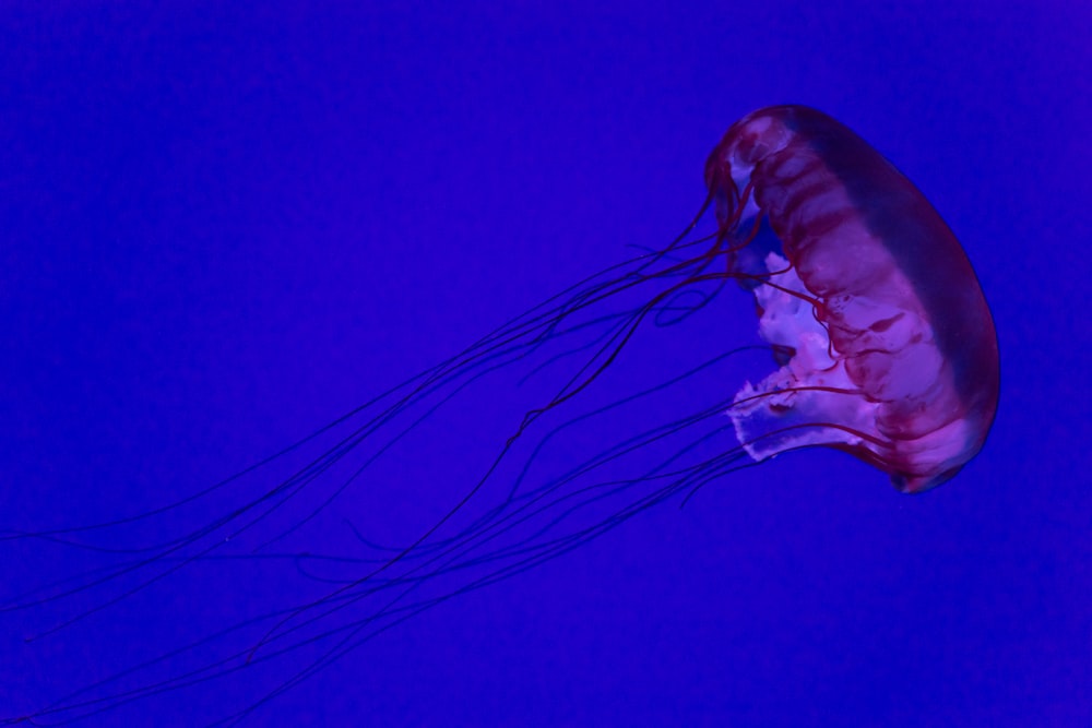 jellyfish in water