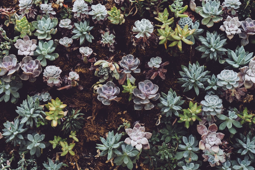 green succulent plants