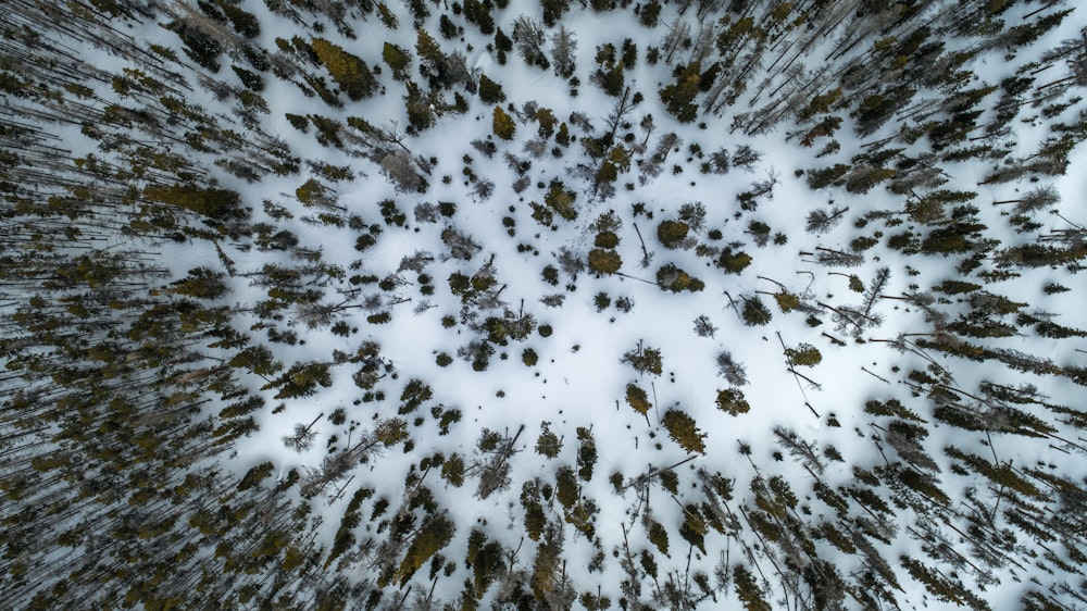 Vista aérea fotografia de pinheiros no campo de neve